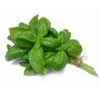 Basil