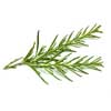 Rosemary