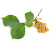 slippery elm