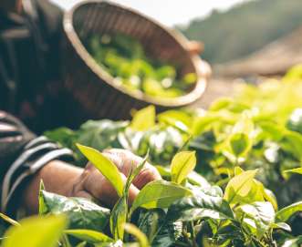 black tea harvesting