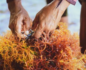 kelp/irish moss